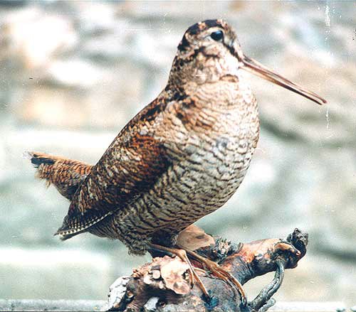 Beccaccia.jpg