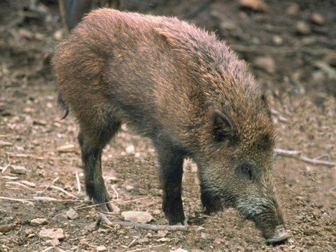 Cinghiale.jpg