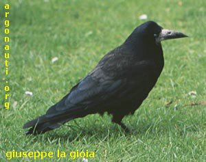 Corvo.jpg