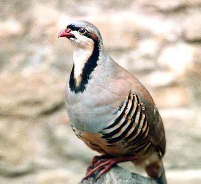 Coturnice.jpg