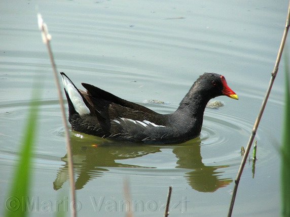 Gallinella d'acqua.jpg
