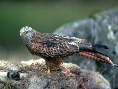 Nibbio Reale.jpg