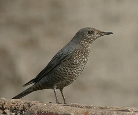 Passero solitario.jpg