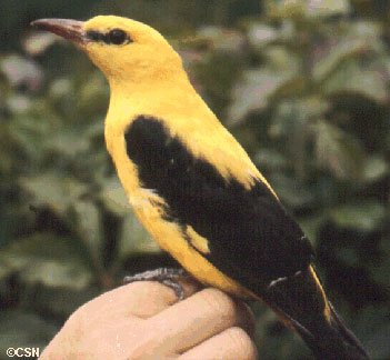 Rigogolo maschio.jpg