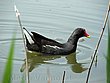 Gallinella d'acqua.jpg